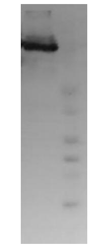 Lactoferrin was loaded and resolved on 8-22 % SDS-PAGE and stained with Coomassie G-250.